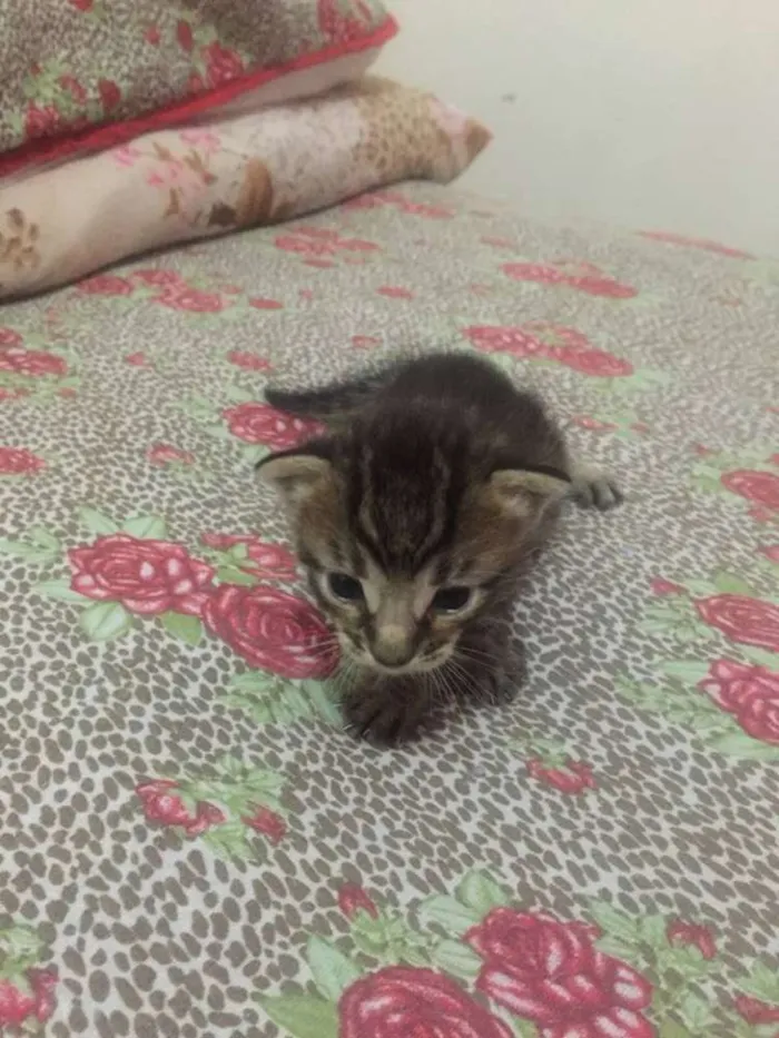 Gato ra a srd idade Abaixo de 2 meses nome filhotinhos 