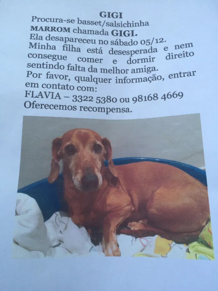 Cachorro ra a Basset-Cofap idade 6 ou mais anos nome GIGI