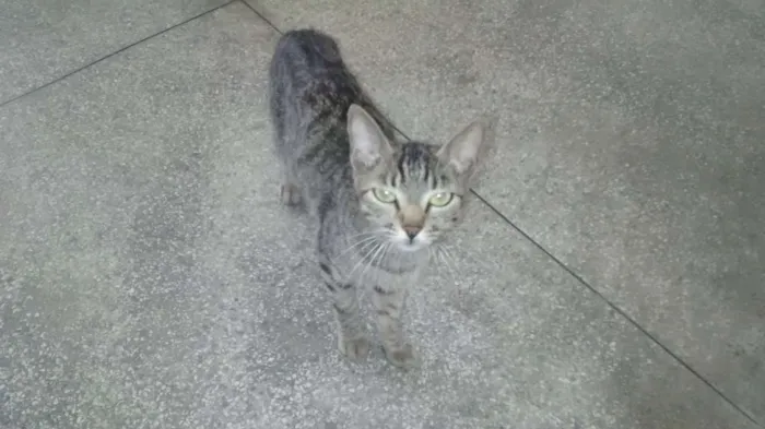 Gato ra a Srd idade 2 a 6 meses nome Catarina