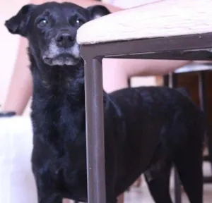 Cachorro raça SRD idade 5 anos nome Antônio