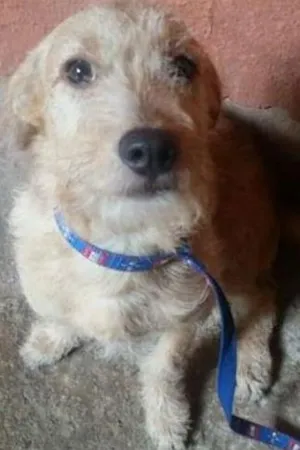 Cachorro raça  idade 7 a 11 meses nome ken