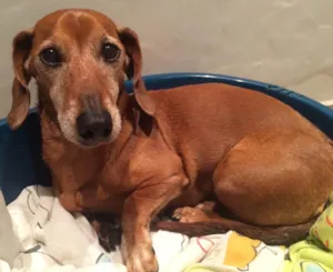 Cachorro raça Basset-Cofap idade 6 ou mais anos nome GIGI