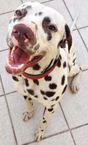 Cachorro raça Dálmata idade 2 anos nome Spot