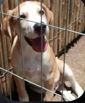 Cachorro raça SRD idade 2 a 6 meses nome Bob