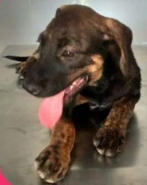 Cachorro raça SRD idade 2 a 6 meses nome Melodia