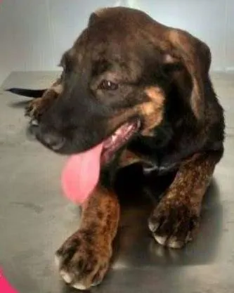 Cachorro ra a SRD idade 2 a 6 meses nome Melodia