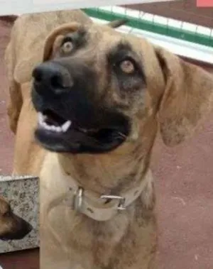 Cachorro raça SRD idade 5 anos nome Pantera
