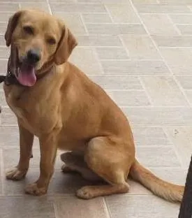 Cachorro raça Labrador idade 5 anos nome Tobby