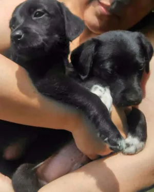 Cachorro raça vira latinha idade Abaixo de 2 meses nome não possui