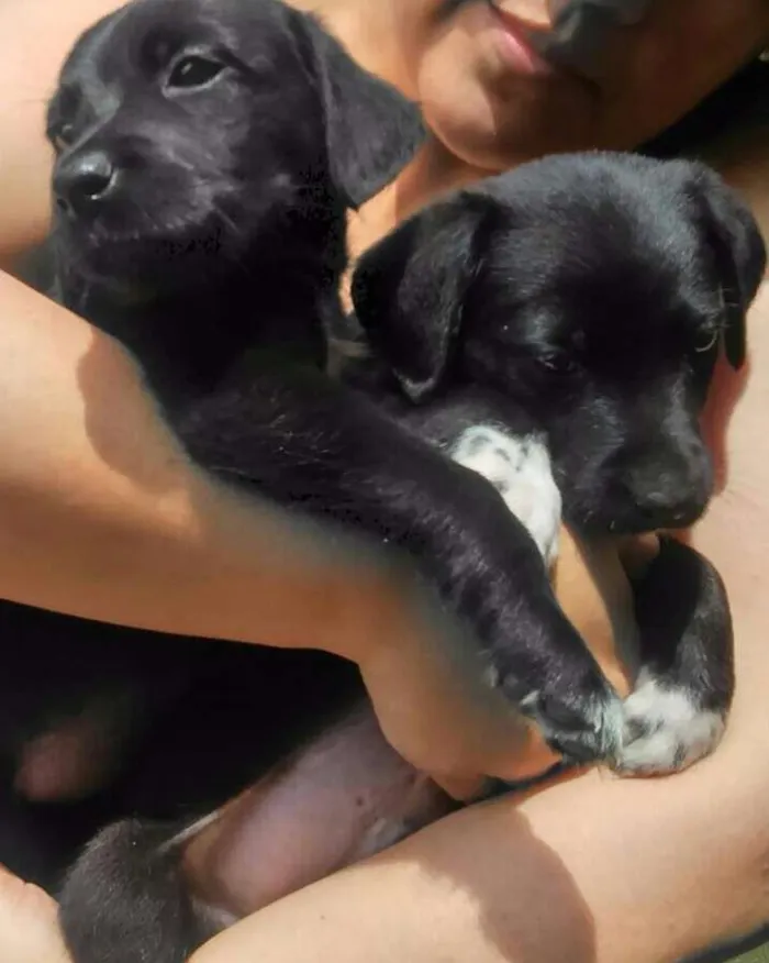 Cachorro ra a vira latinha idade Abaixo de 2 meses nome não possui