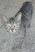Catarina