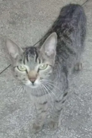 Gato raça Srd idade 2 a 6 meses nome Catarina