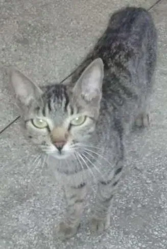 Gato ra a Srd idade 2 a 6 meses nome Catarina