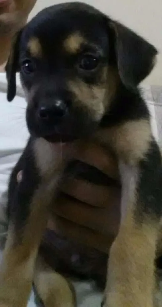 Cachorro ra a Labrador mestiço idade Abaixo de 2 meses nome Timao