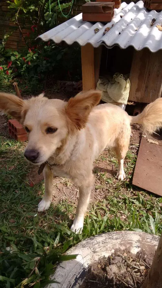 Cachorro ra a Vira lata idade 2 anos nome Faceira