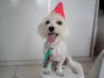 lipe