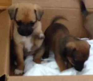 Cachorro raça SRD idade Abaixo de 2 meses nome Filhotes 