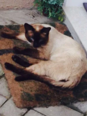 Gato raça  idade 2 a 6 meses nome Jonas