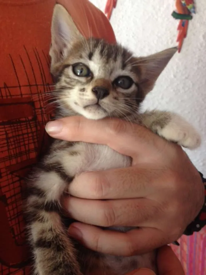 Gato ra a indefinida idade Abaixo de 2 meses nome sem nome