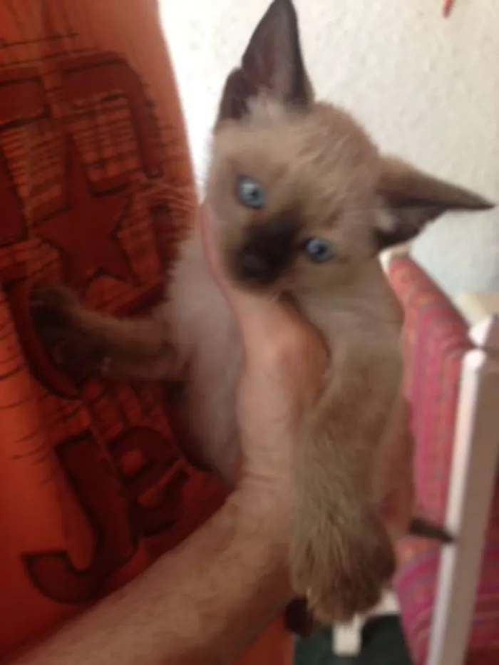 Gato ra a indefinida idade Abaixo de 2 meses nome sem nome
