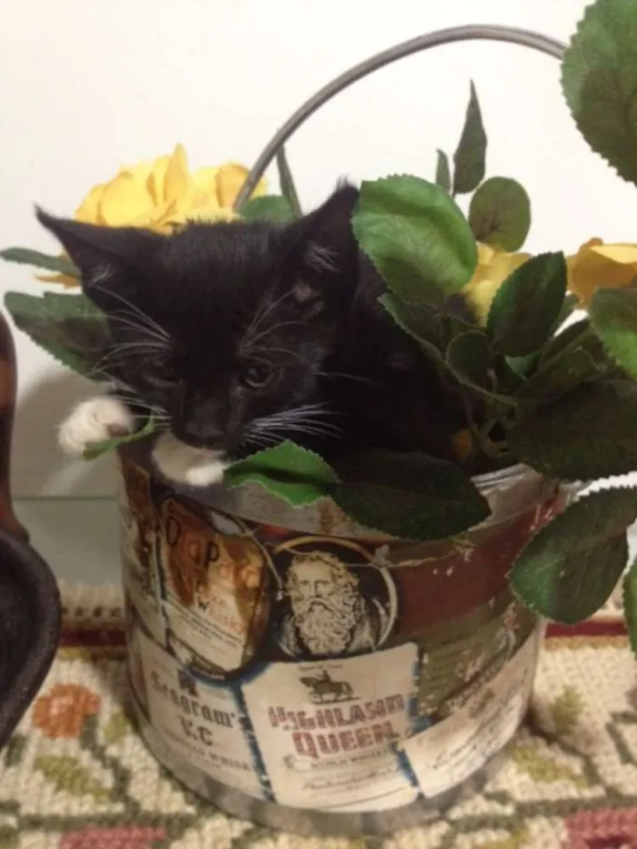 Gato ra a indefinida idade Abaixo de 2 meses nome sem nome