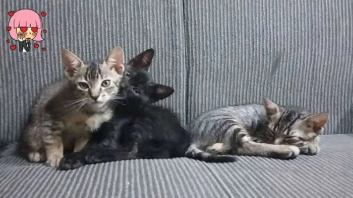 Gato ra a tigrado  idade 2 a 6 meses nome Juliano
