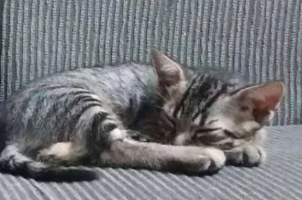 Gato ra a tigrado idade 2 a 6 meses nome Pricipe