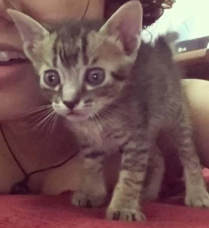 Gato ra a tigrado idade 2 a 6 meses nome Pricipe