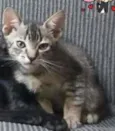Juliano