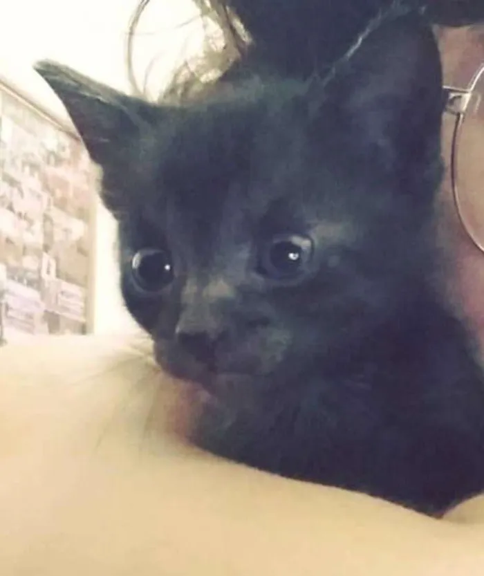 Gato ra a  idade 2 a 6 meses nome Banguela