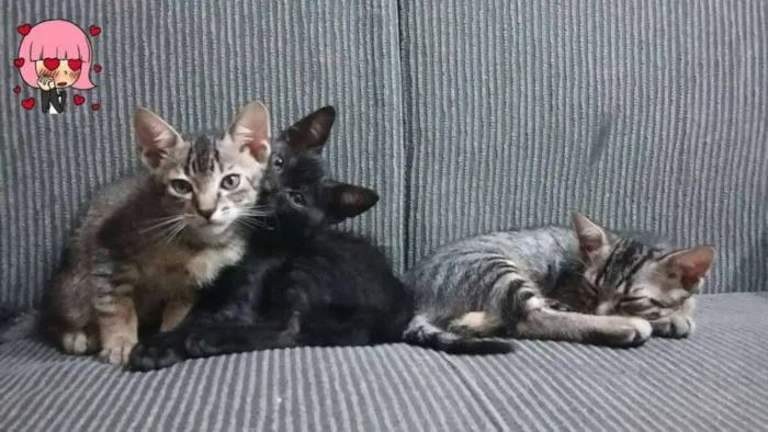 Gato ra a  idade 2 a 6 meses nome Banguela