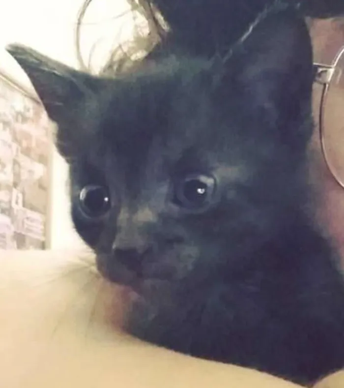 Gato ra a  idade 2 a 6 meses nome Banguela