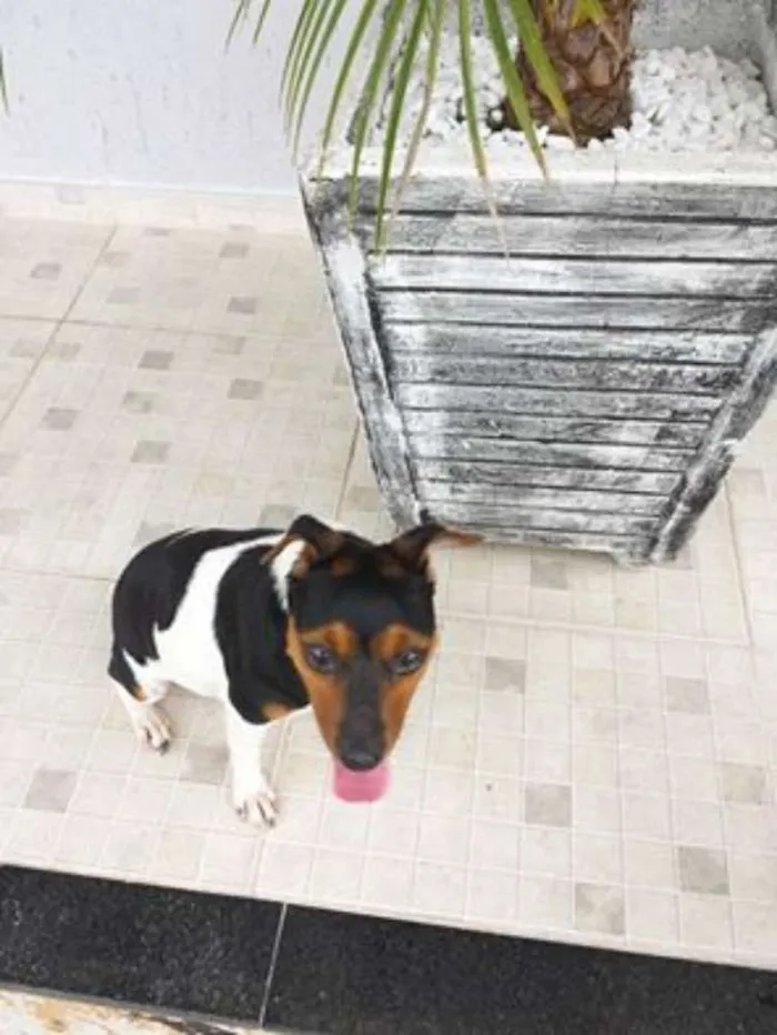 Cachorro raça SRD idade 2 anos nome sem nome