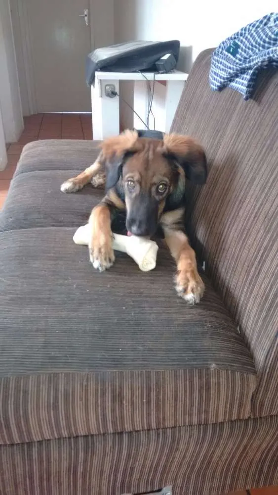 Cachorro ra a Vira-lata idade 2 a 6 meses nome Lee