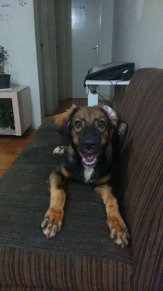 Cachorro ra a Vira-lata idade 2 a 6 meses nome Lee