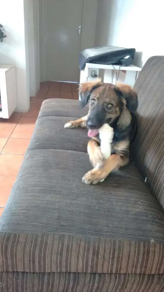 Cachorro ra a Vira-lata idade 2 a 6 meses nome Lee