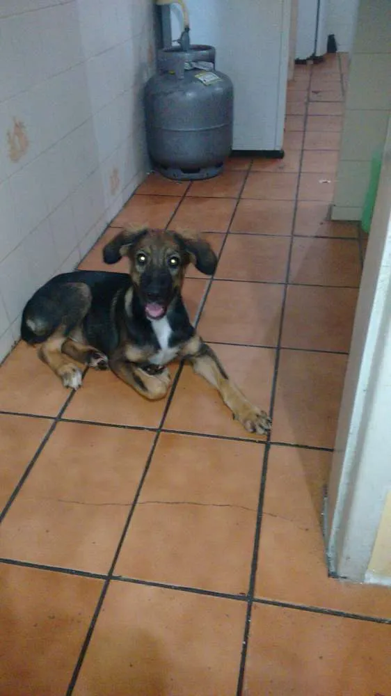 Cachorro ra a Vira-lata idade 2 a 6 meses nome Lee