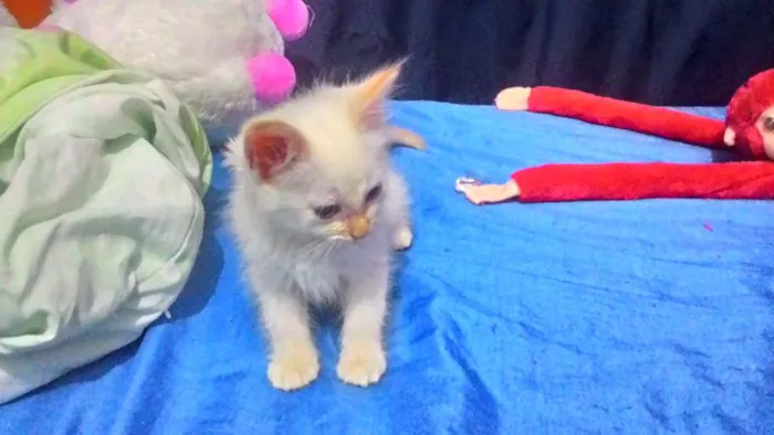 Gato ra a SRD idade 2 a 6 meses nome Branquinhos