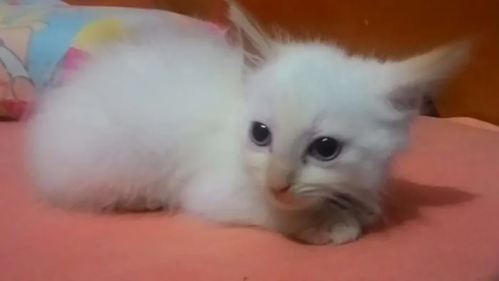 Gato ra a SRD idade 2 a 6 meses nome Branquinhos