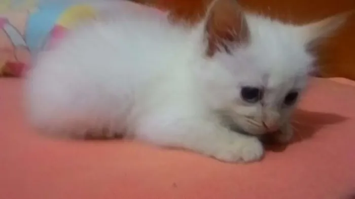 Gato ra a SRD idade 2 a 6 meses nome Branquinhos