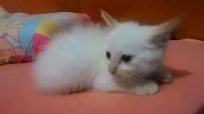 Gato ra a SRD idade 2 a 6 meses nome Branquinhos