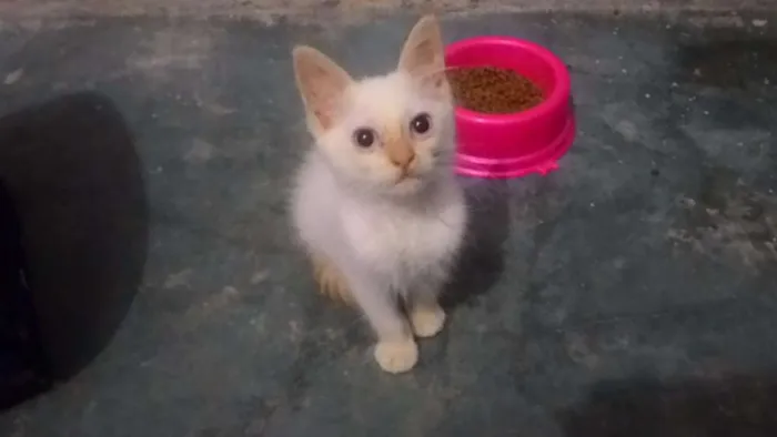Gato ra a SRD idade 2 a 6 meses nome Branquinhos
