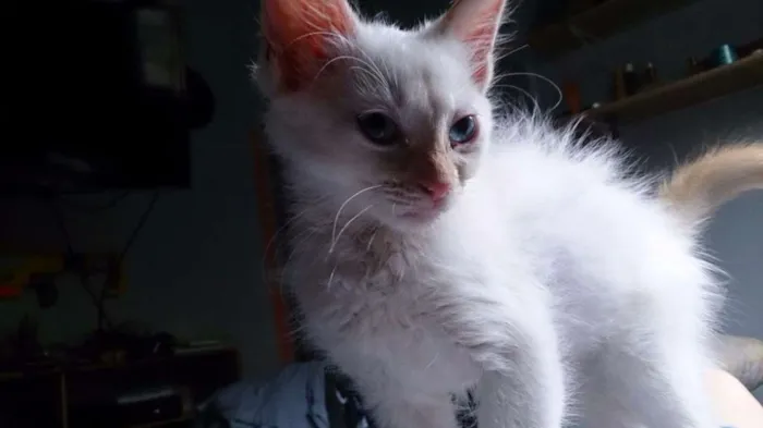 Gato ra a SRD idade 2 a 6 meses nome Branquinhos
