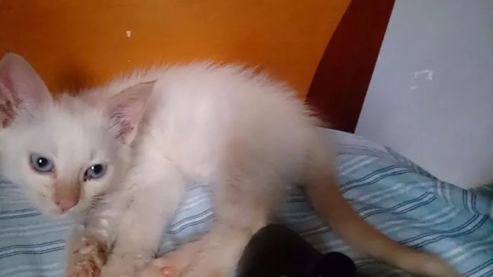 Gato ra a SRD idade 2 a 6 meses nome Branquinhos