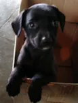 Sapeca