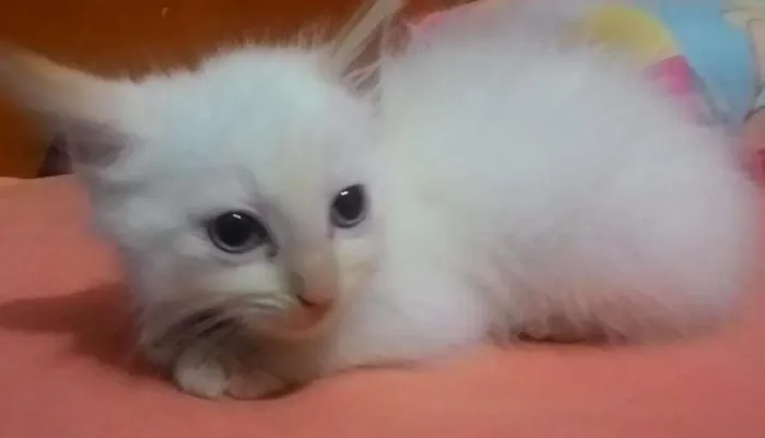 Gato ra a SRD idade 2 a 6 meses nome Branquinhos