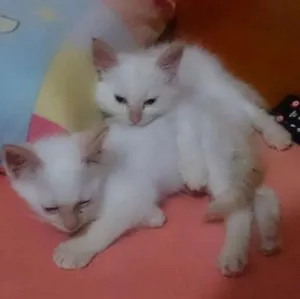 Gato raça SRD idade 2 a 6 meses nome Branquinhos