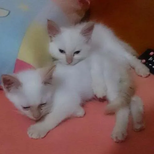 Gato ra a SRD idade 2 a 6 meses nome Branquinhos