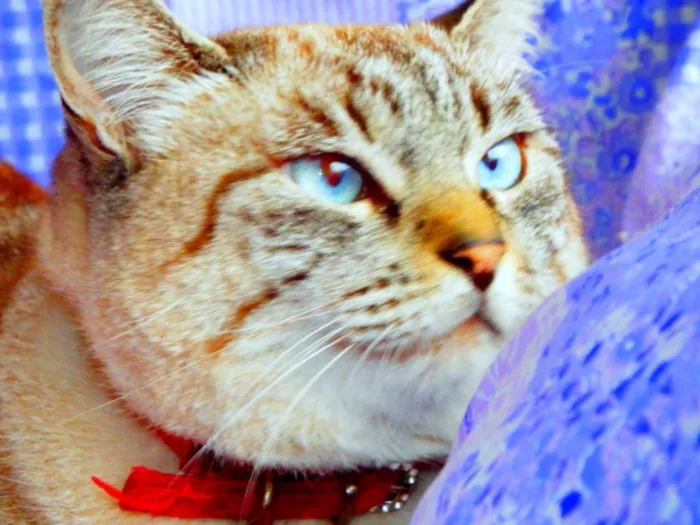 Gato ra a SRD idade 4 anos nome Safira