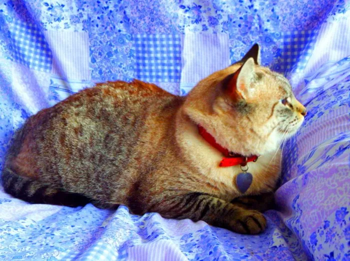 Gato ra a SRD idade 4 anos nome Safira